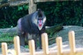 Mandrill in Captivity, Singapore Zoo