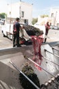 Manduria, Italy, september 07, 2019 - two men open the truck and throw the grapes in the grape destemmer in a winery. Primitivo