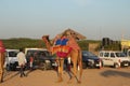Camel ride at Mandvi Beach in Kutch, Gujarat, India - Beach vacation Royalty Free Stock Photo