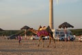 Camel ride at Mandvi Beach in Kutch, Gujarat, India - Beach vacation