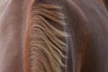 Mane on brown horse Royalty Free Stock Photo