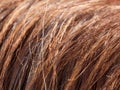 Mane detail on brown horse back. Long fiebers Royalty Free Stock Photo