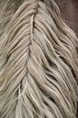 Mane horse hair beautifully coiffed waves Royalty Free Stock Photo