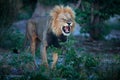 Mane lion with open muzzle with tooth. Portrait of pair of African lions, Panthera leo, detail of big animals, Okavango delta,