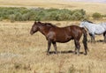 Mane and Tail Full of Burrs, Mud-caked legs, Horse Trouble