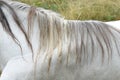 Mane of a white horse, side view. Breeding horses on the farm