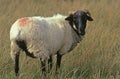 MANECH A TETE NOIRE SHEEP, A FRENCH BREED, FEMALE STANDING IN LONG GRASS Royalty Free Stock Photo