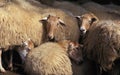 Manech a Tete Rousse Domestic Sheep, a French Breed Royalty Free Stock Photo