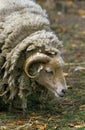 Manech a Tete Rousse Domestic Sheep, a French Breed, Ram Royalty Free Stock Photo