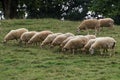 MANECH A TETE ROUSSE SHEEP, A FRENCH BREED, HERD EATING GRASS Royalty Free Stock Photo