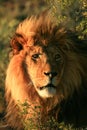 Maned African lion in Africa