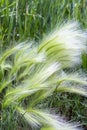 The maned barley (Latin name Hordeum jubatum) Royalty Free Stock Photo