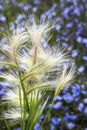 The maned barley (Latin name Hordeum jubatum)