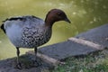 Maned Duck Chenonetta jubata standing by the pond