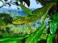 Maned forest lizard