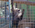 Maned monkey in a cage Royalty Free Stock Photo