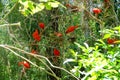 Red Guara (Eudocimus ruber), from the Birds Park, Foz do Iguazu.
