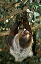 Maned Three Toed Sloth, bradypus torquatus, Adult hanging from Branch, Pantanal in Brazil