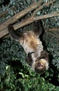 Maned Three Toed Sloth, bradypus torquatus, Adult hanging from Branch, Pantanal in Brazil Royalty Free Stock Photo