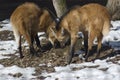 Maned wolf. Royalty Free Stock Photo