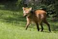 Maned wolf