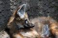 Maned Wolf Royalty Free Stock Photo
