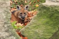 Maned wolf Royalty Free Stock Photo