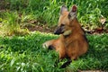 Maned wolf Royalty Free Stock Photo