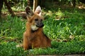 Maned wolf Royalty Free Stock Photo