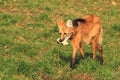 Maned wolf Royalty Free Stock Photo
