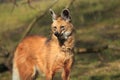 Maned wolf