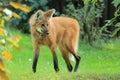 Maned wolf Royalty Free Stock Photo