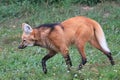 Maned wolf