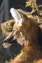 Maned Wolf Royalty Free Stock Photo