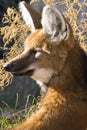 Maned Wolf Royalty Free Stock Photo