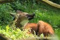 Maned wolf Royalty Free Stock Photo