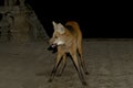 Maned wolf, Maned Wolf, Chrysocyon brachyurus Royalty Free Stock Photo