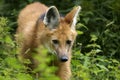 Maned wolf, chrysocyon brachyurus Royalty Free Stock Photo