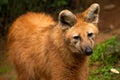 Maned wolf Royalty Free Stock Photo