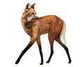 Maned wolf, Chrysocyon brachyurus Royalty Free Stock Photo