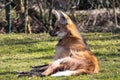 The Maned Wolf, Chrysocyon brachyurus is the largest canid of South America Royalty Free Stock Photo