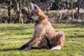 The Maned Wolf, Chrysocyon brachyurus is the largest canid of South America Royalty Free Stock Photo