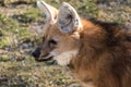 The Maned Wolf, Chrysocyon brachyurus is the largest canid of South America Royalty Free Stock Photo