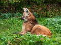 The Maned Wolf, Chrysocyon brachyurus is the largest canid of South America Royalty Free Stock Photo