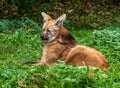 The Maned Wolf, Chrysocyon brachyurus is the largest canid of South America Royalty Free Stock Photo