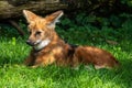 The Maned Wolf, Chrysocyon brachyurus is the largest canid of South America Royalty Free Stock Photo