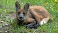 The Maned Wolf, Chrysocyon Brachyurus Royalty Free Stock Photo