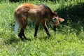 Maned wolf, Chrysocyon brachyurus, lives in the rainforest, feeding mainly on forest fruits Royalty Free Stock Photo