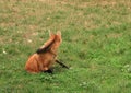 Maned wolf Royalty Free Stock Photo