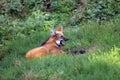 The maned wolf Chrysocyon brachyurus lying in thick grass with its mouth open. The largest South American canine beast in the